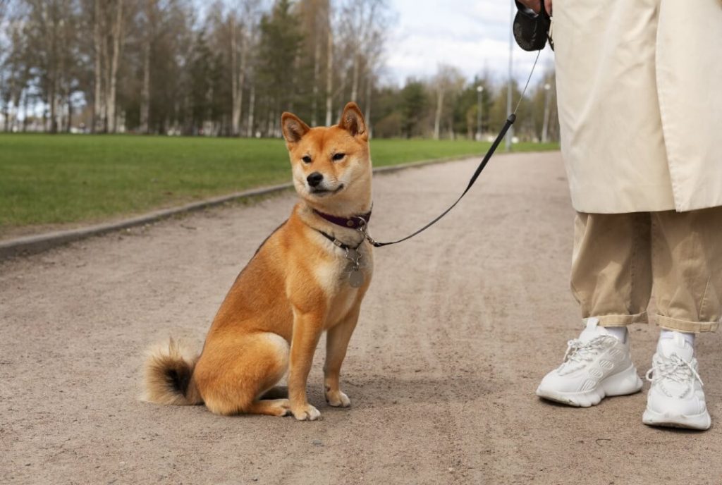 shiba inu training2