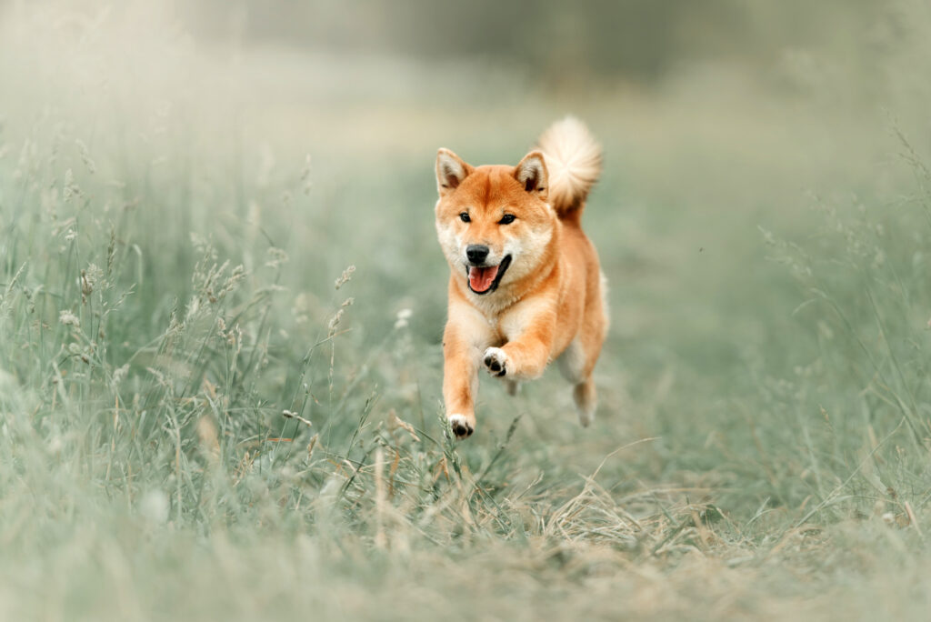 shiba inu training5