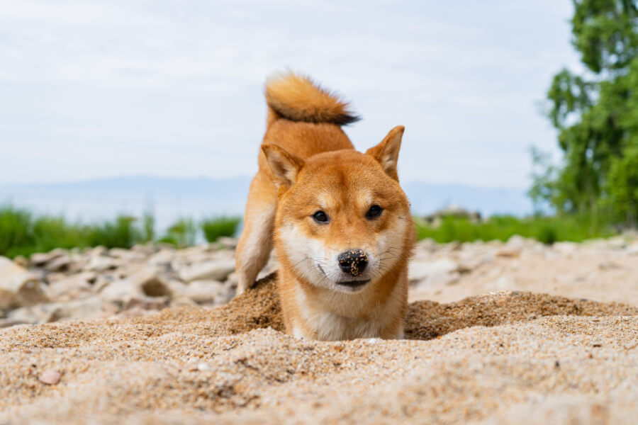 shiba inu training6