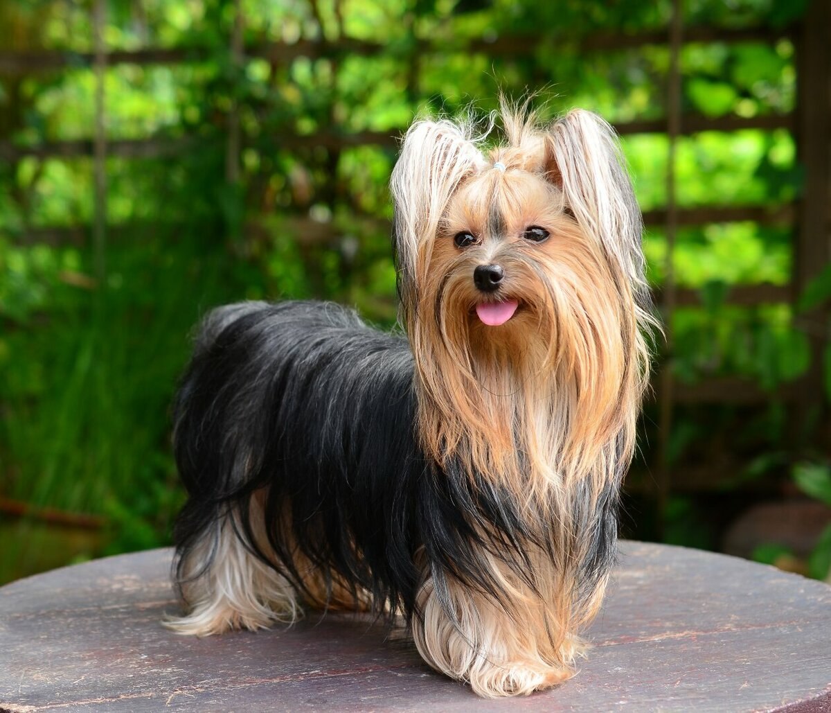 yorkie