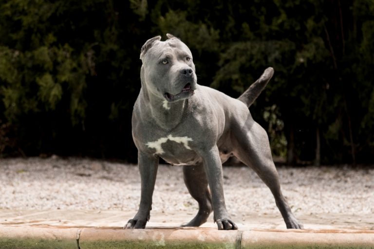 Beyond The Stereotype American Bully Pitbull Mix As A Family Pet
