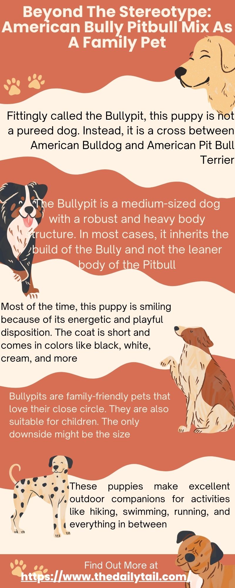 american bully pitbull mix infographic