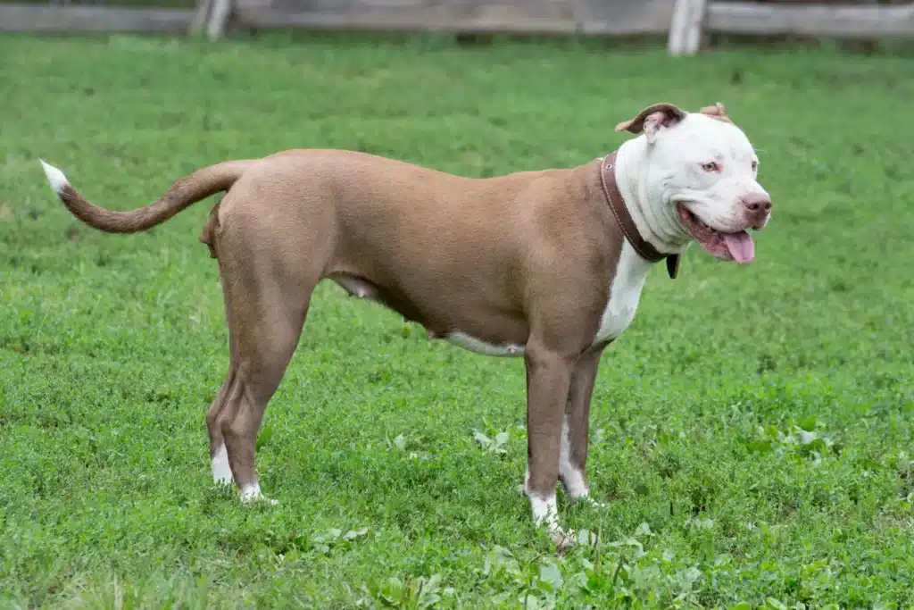 american pit bull terrier