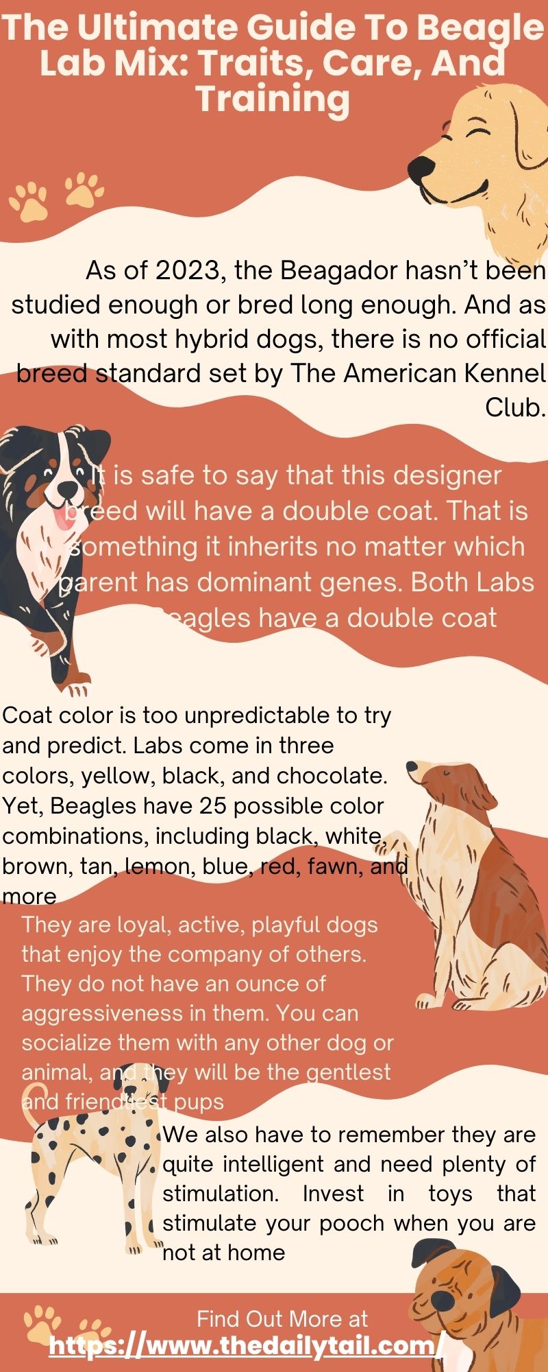 beagle lab mix infographic
