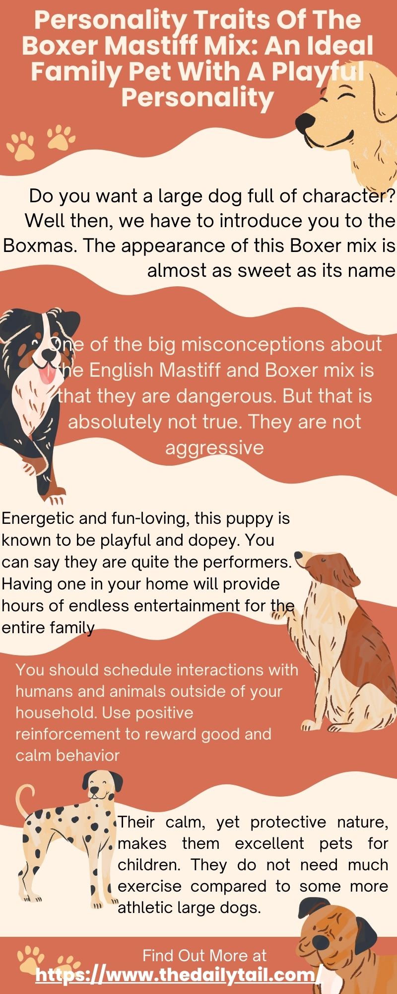 boxer mastiff mix infographic