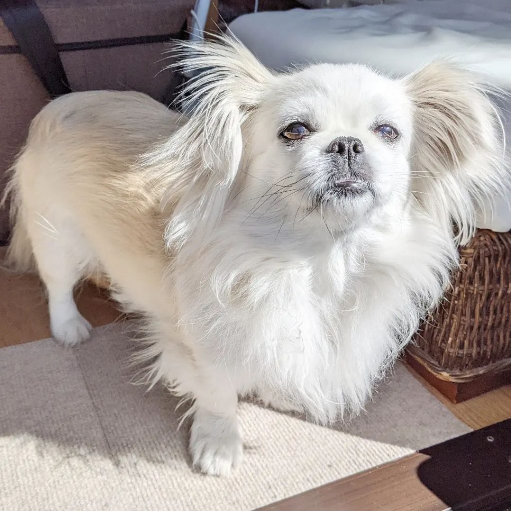 Pekingese Chihuahua Mix A Perfect Companion For Small Dog Lovers