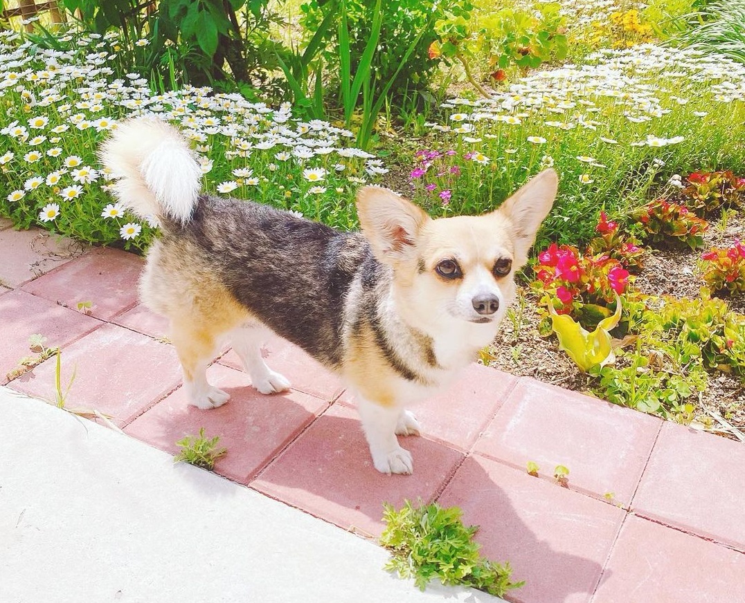 corgi chi1