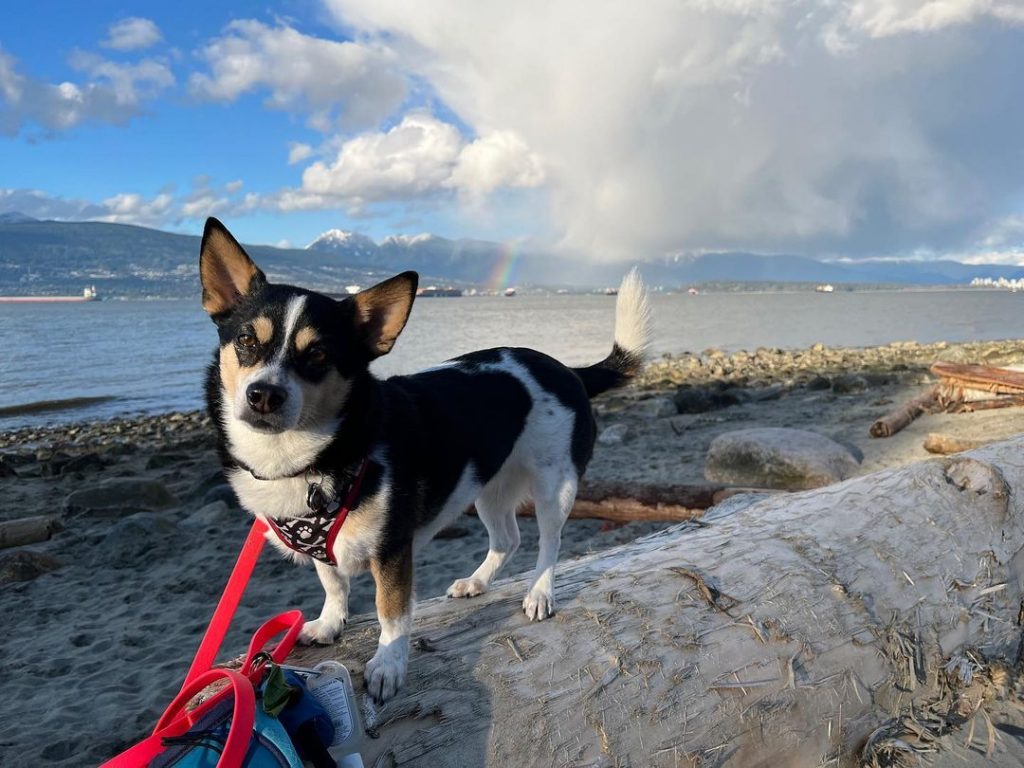 corgi chi4