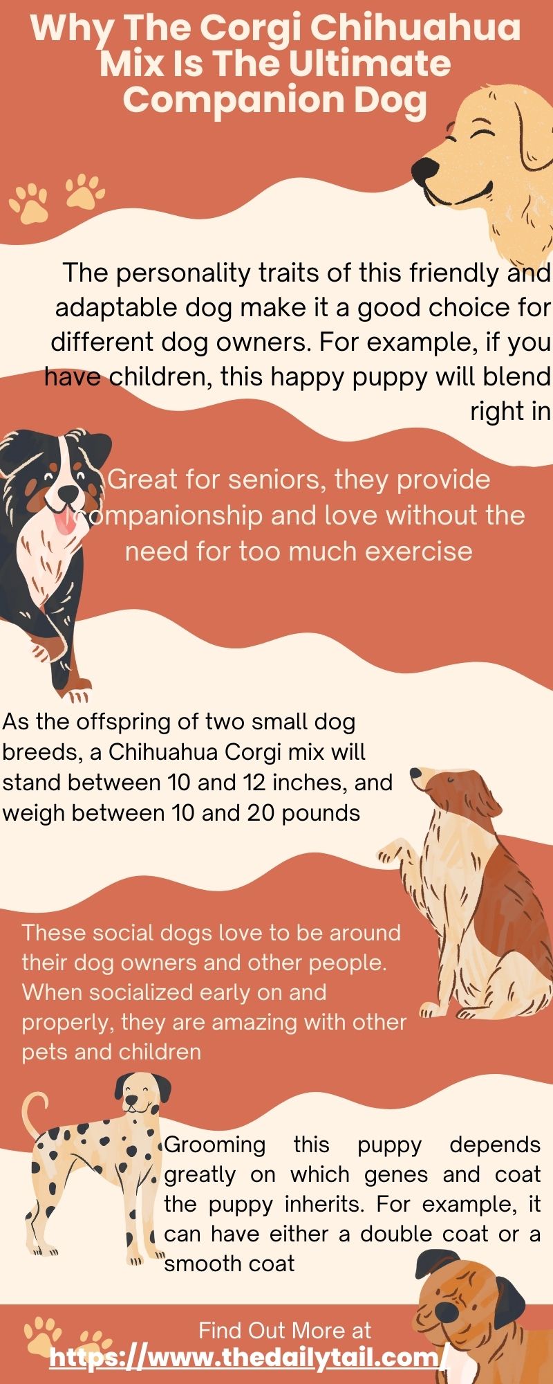 corgi chihuahua mix infographic