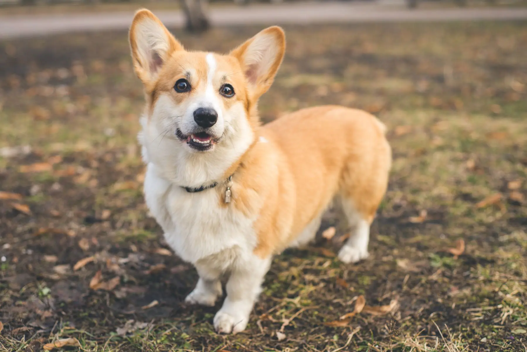 corgi