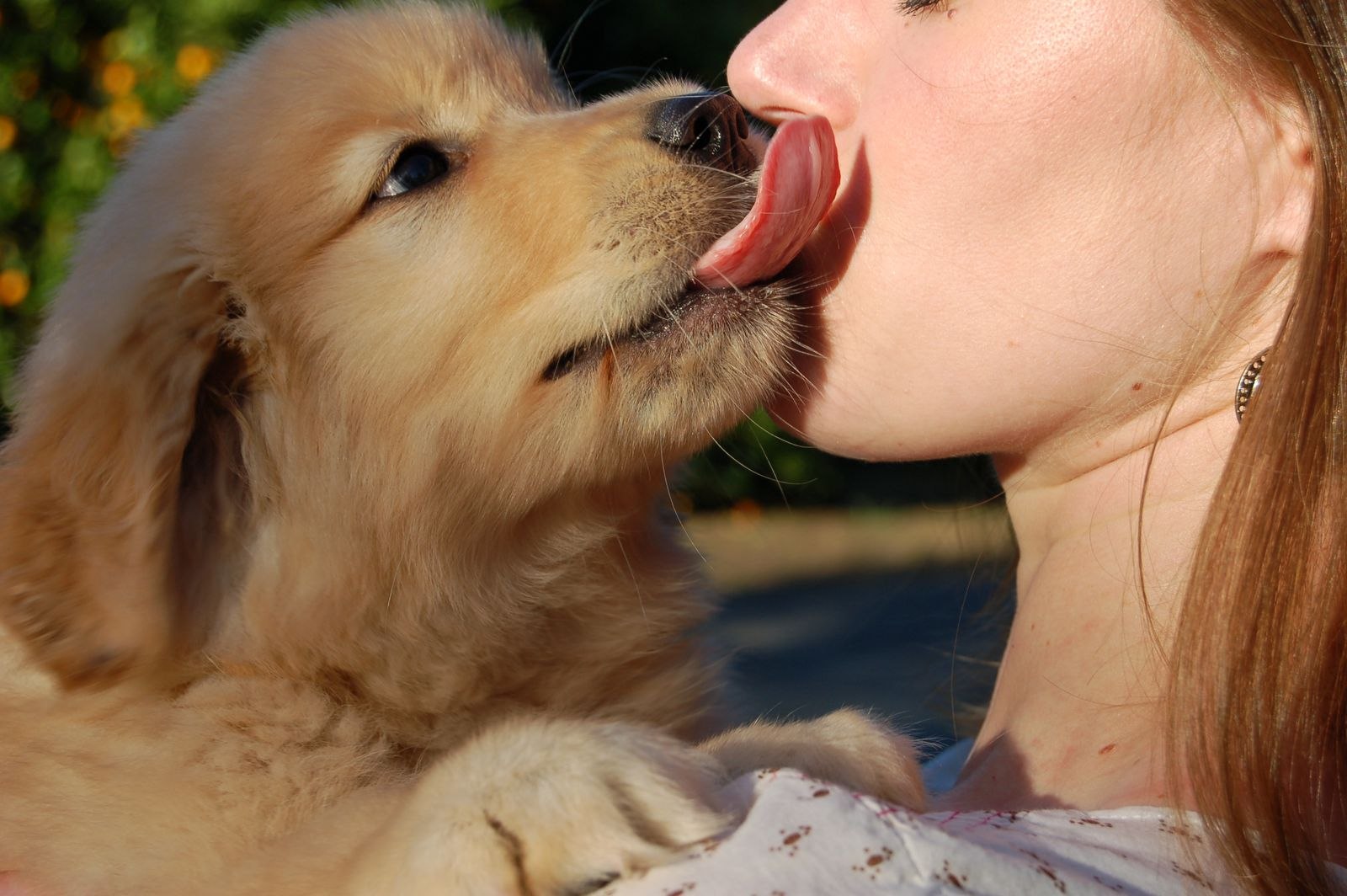 dog licking4