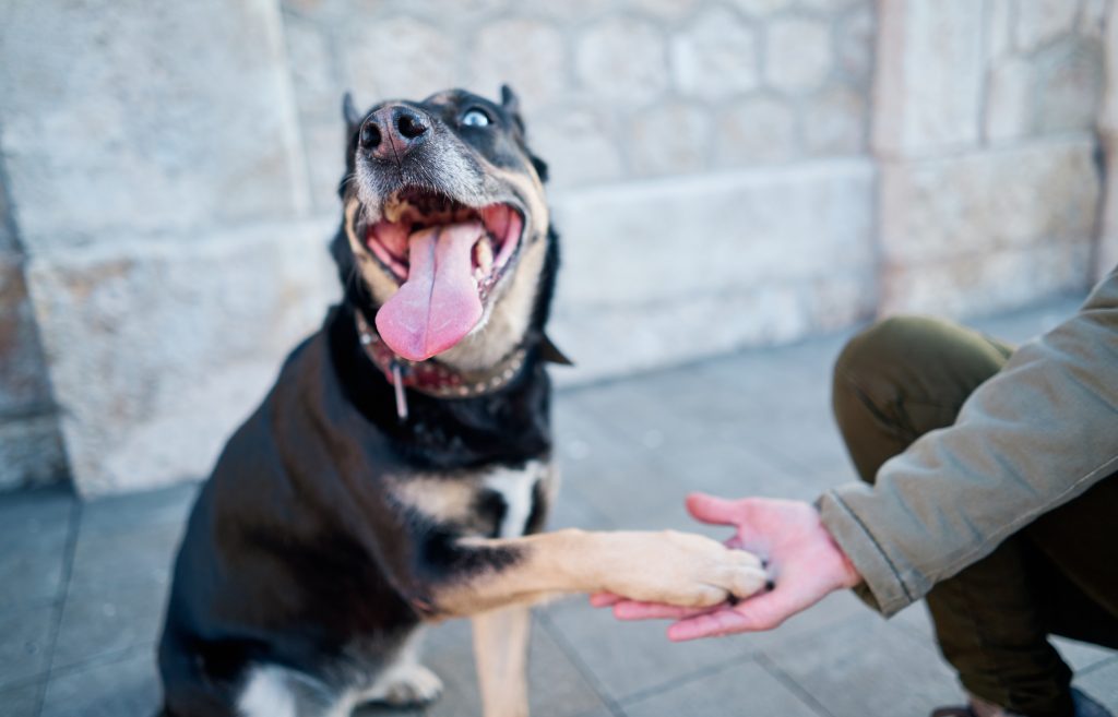 How To Train Your Dog To Greet Strangers Calmly And Without Barking 31 greeting3