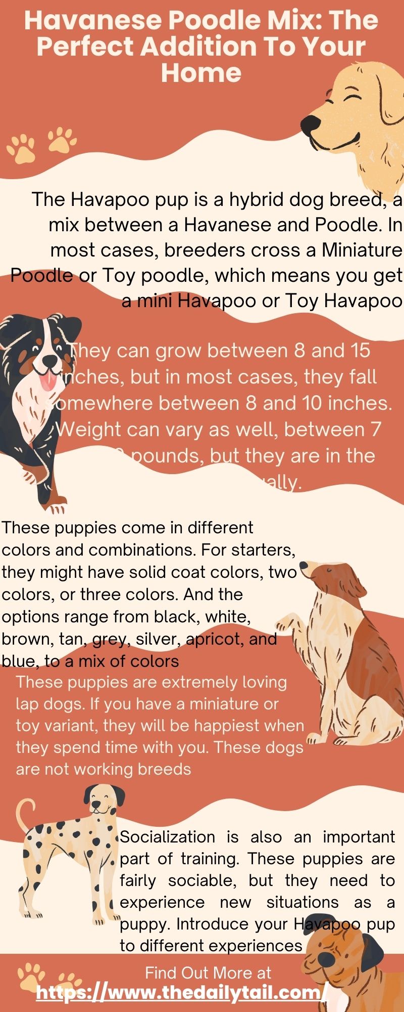 havanese poodle mix infographic