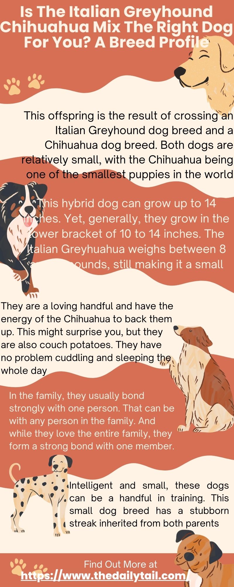 italian greyhound chihuahua mix infographic