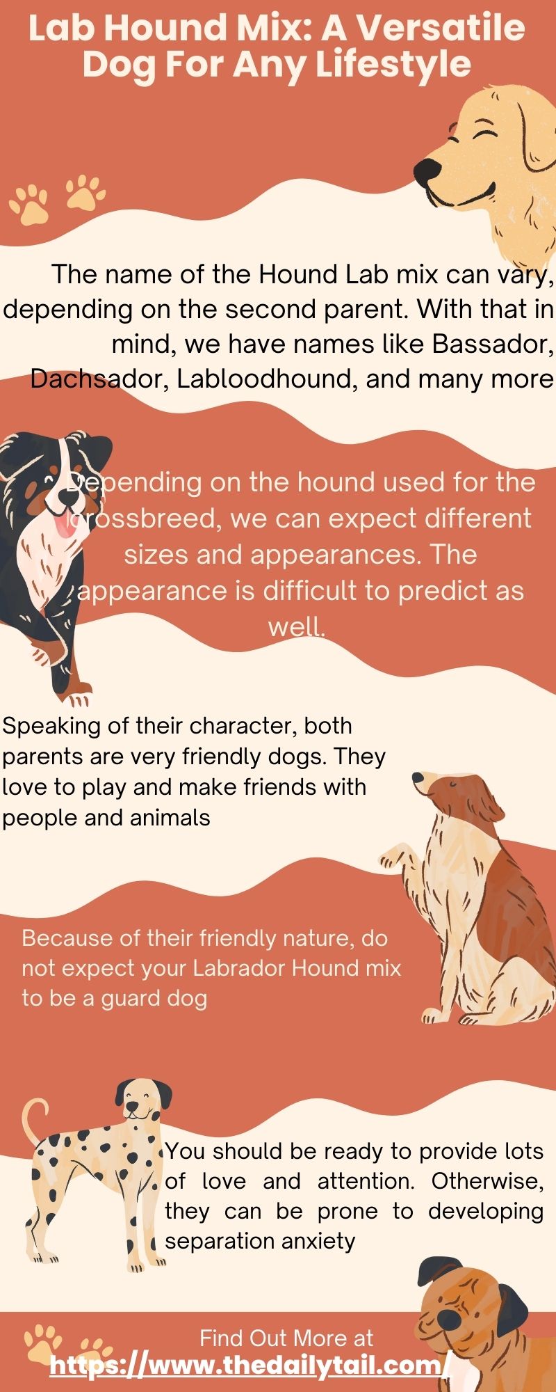 lab hound mix infographic
