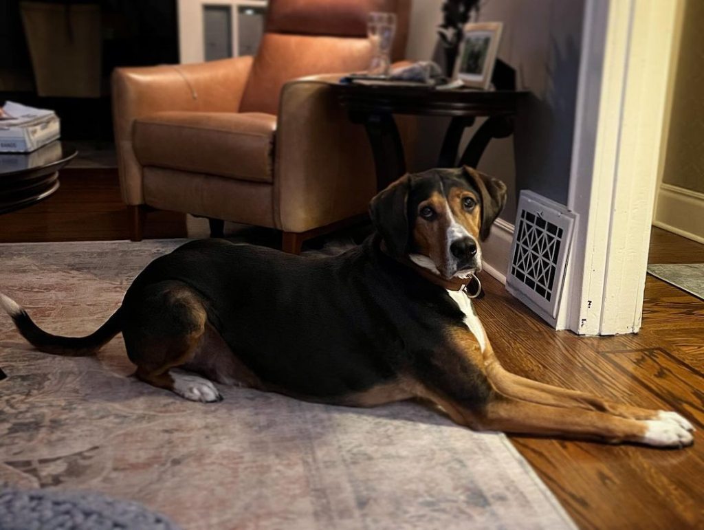 Lab Hound Mix A Versatile Dog For Any Lifestyle