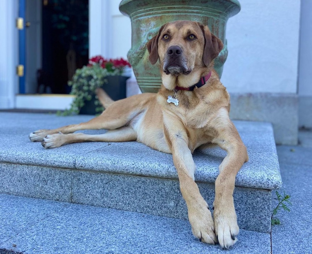 Lab Hound Mix A Versatile Dog For Any Lifestyle