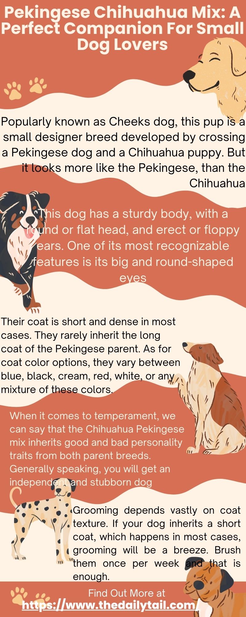 pekingese chihuahua mix infographic