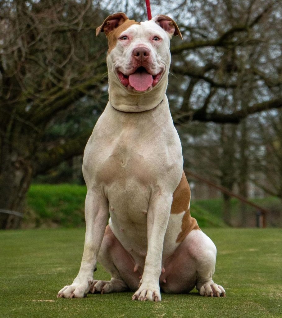 Beyond The Stereotype American Bully Pitbull Mix As A Family Pet
