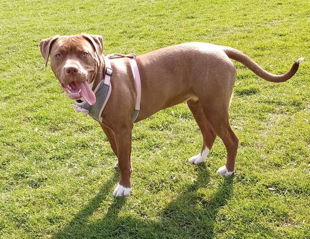 Beyond The Stereotype American Bully Pitbull Mix As A Family Pet