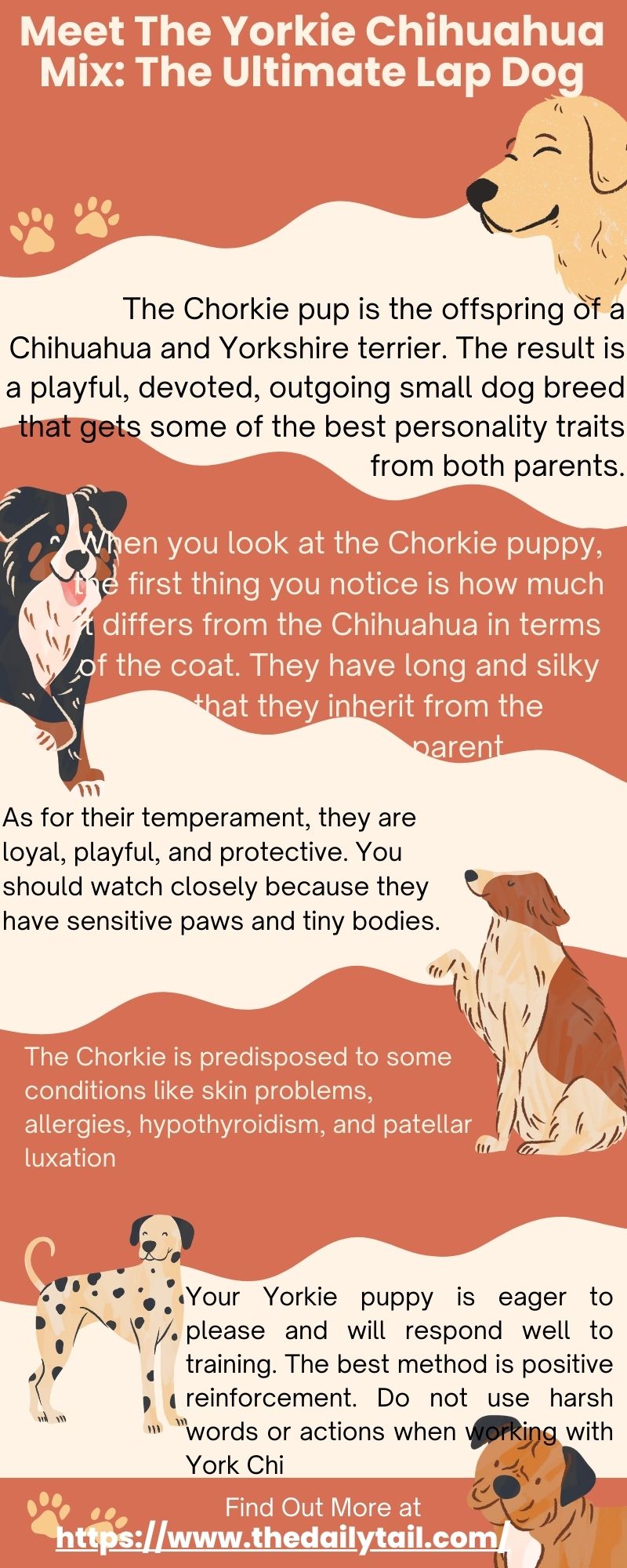 yorkie chihuahua mix infographic