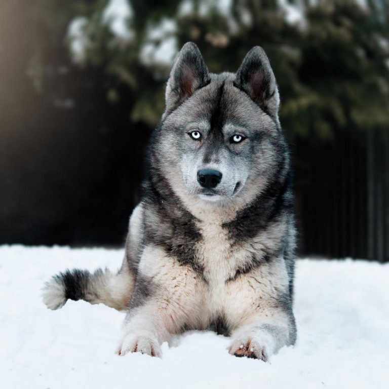 Agouti Siberian Husky Complete Guide To The WolfLike Husky