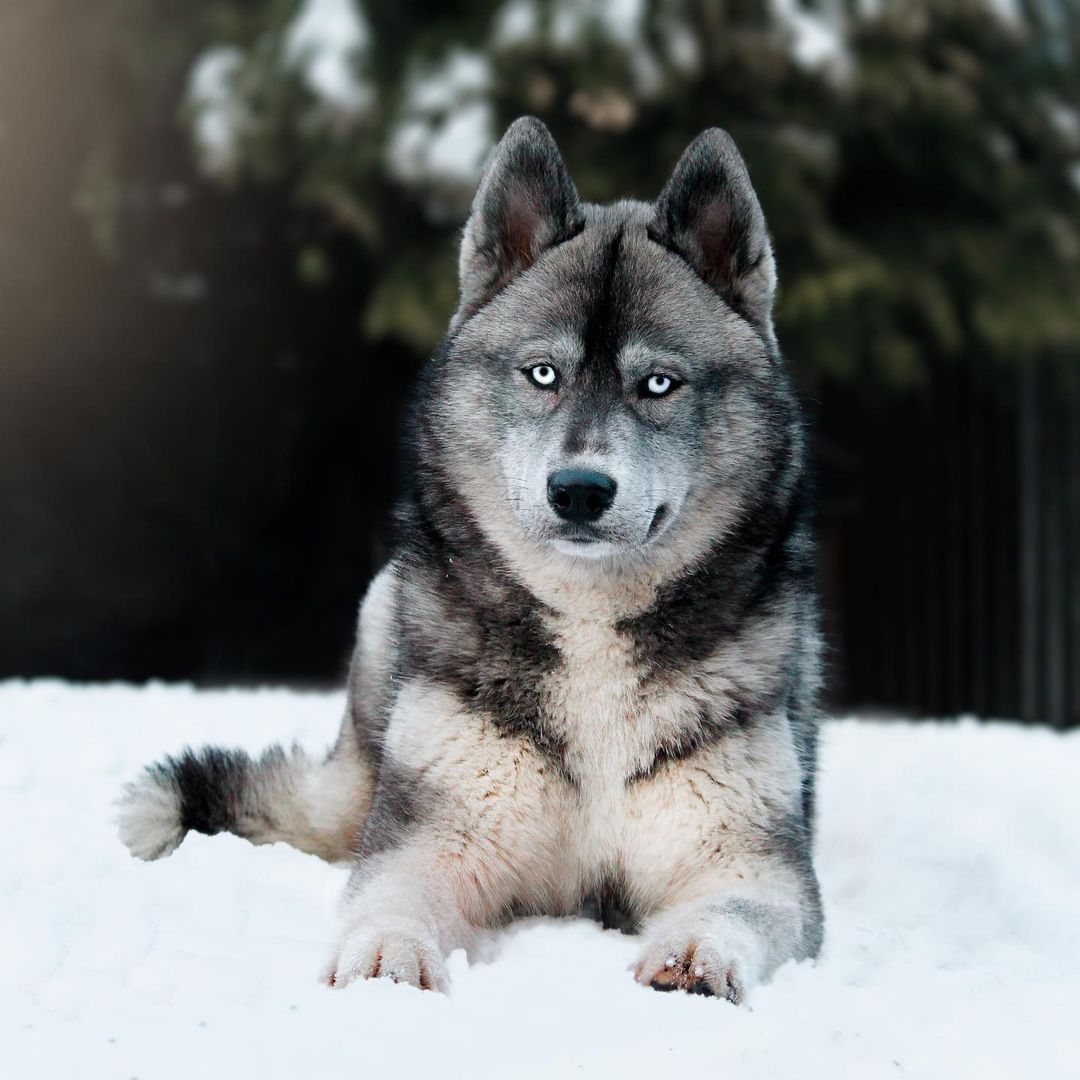 Agouti Siberian Husky