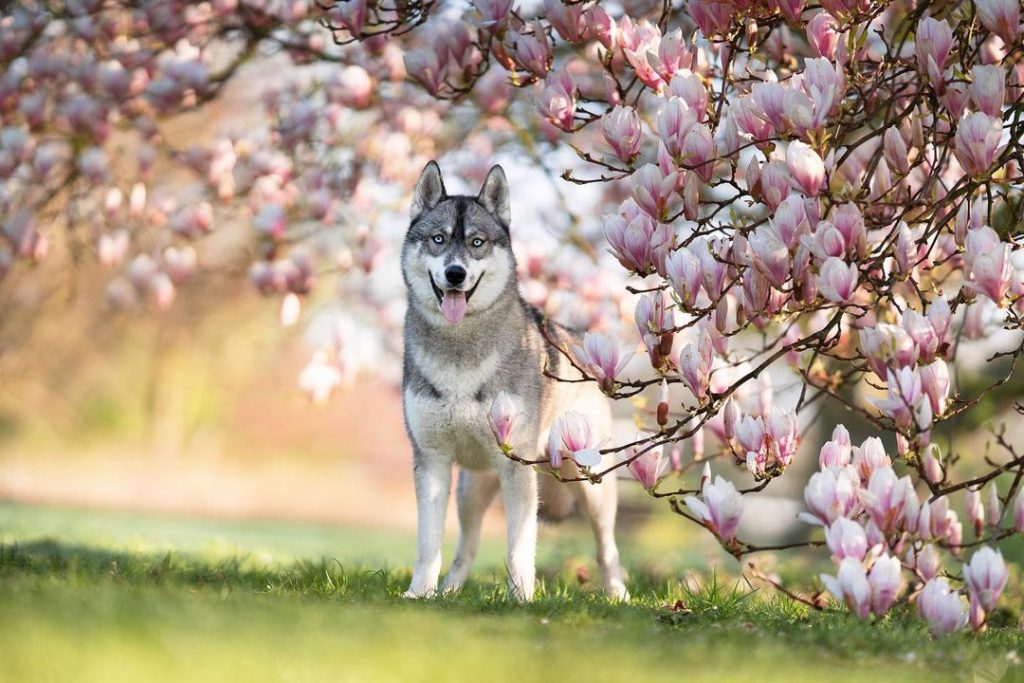 Agouti Siberian Husky1