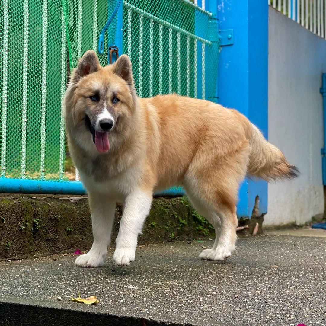 Agouti Siberian Husky4