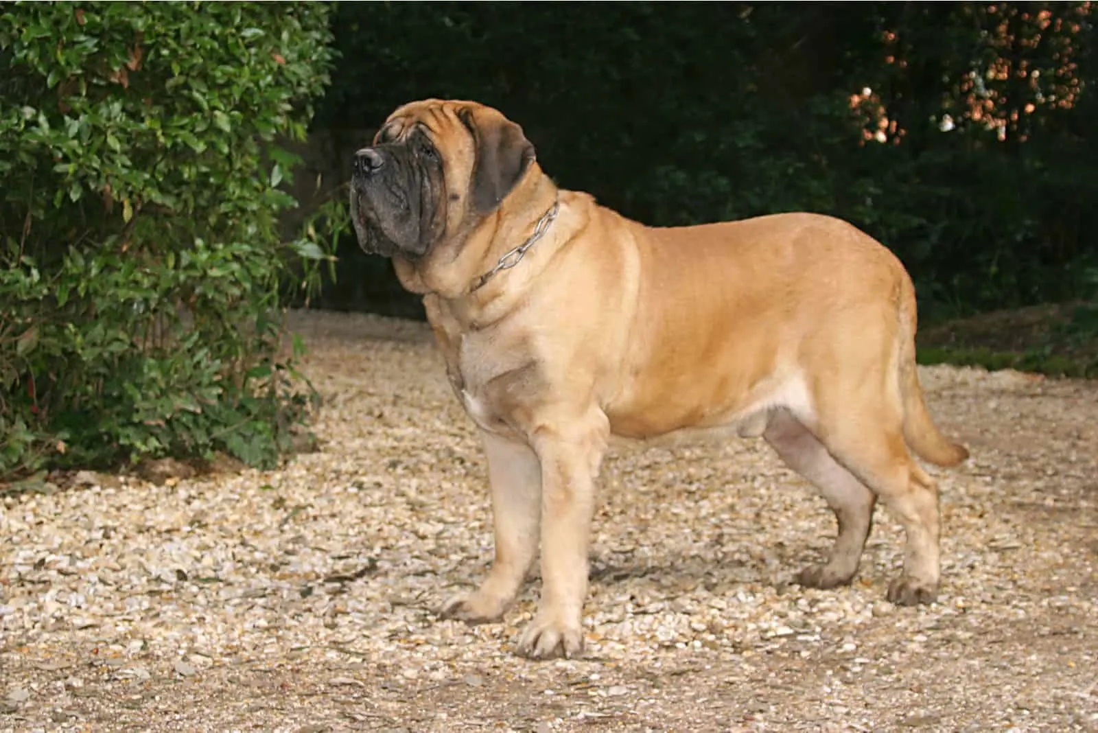 English Mastiff