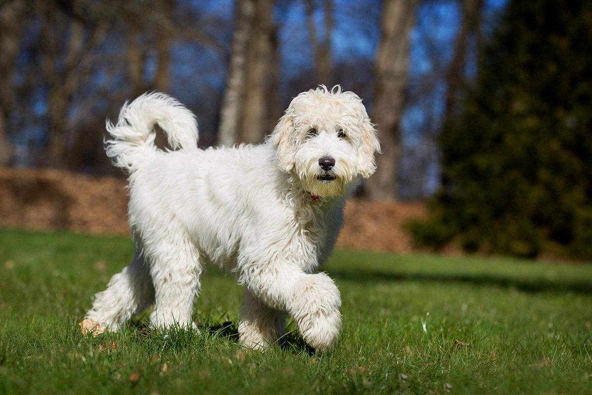 Labradoodle 2