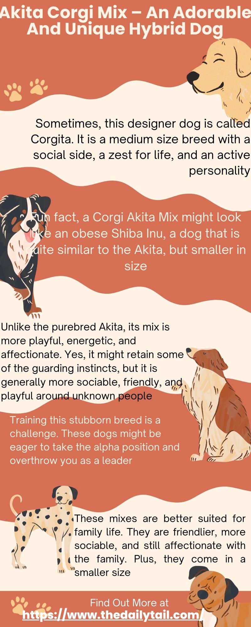akita corgi mix infographic