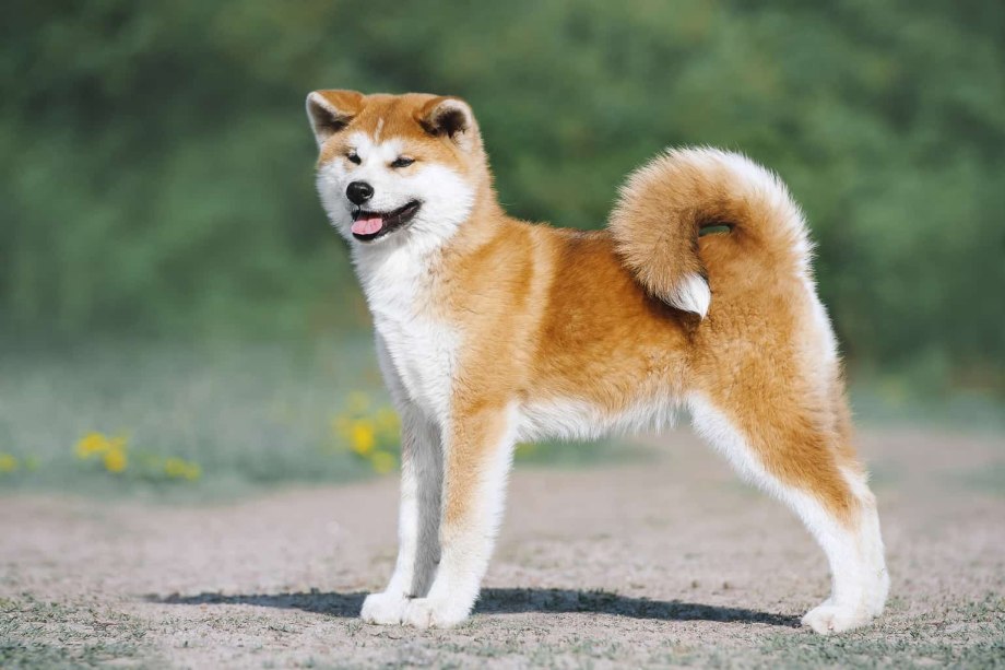 akita