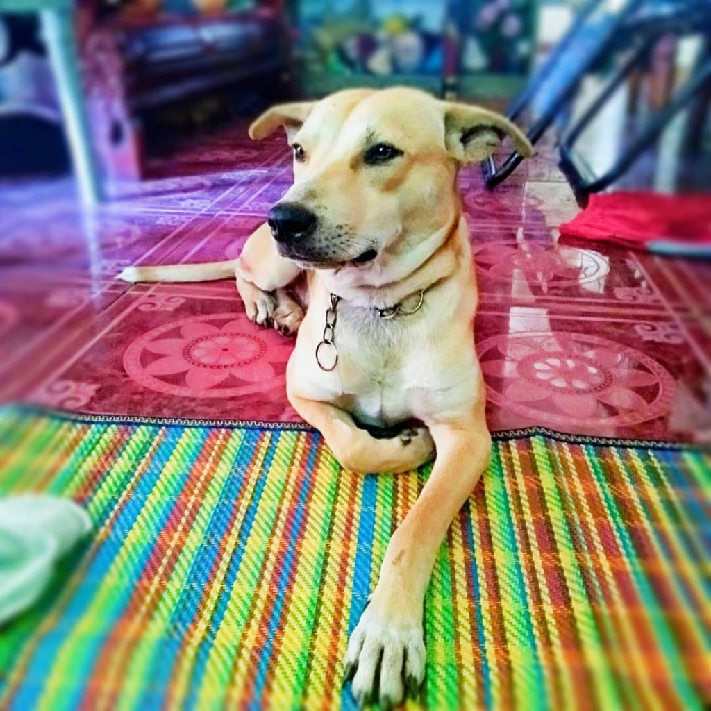 Aspin Dog – Discover The Unique Beloved Filipino Pet 18 aspin3