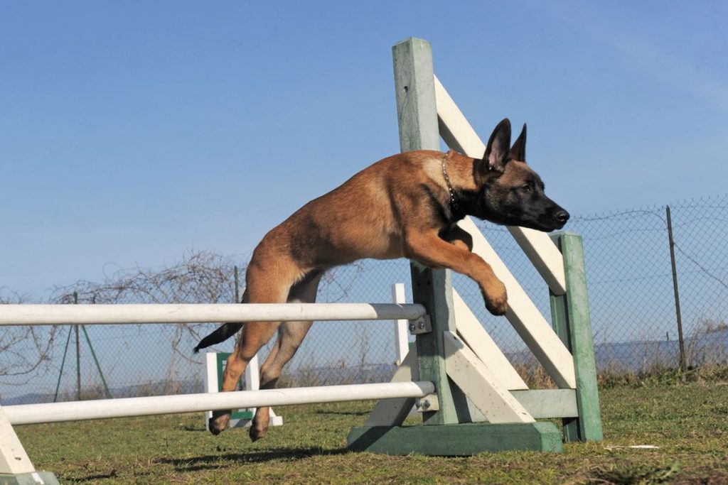 How To Train A Belgian Malinois? One Of The Smartest Dogs Around