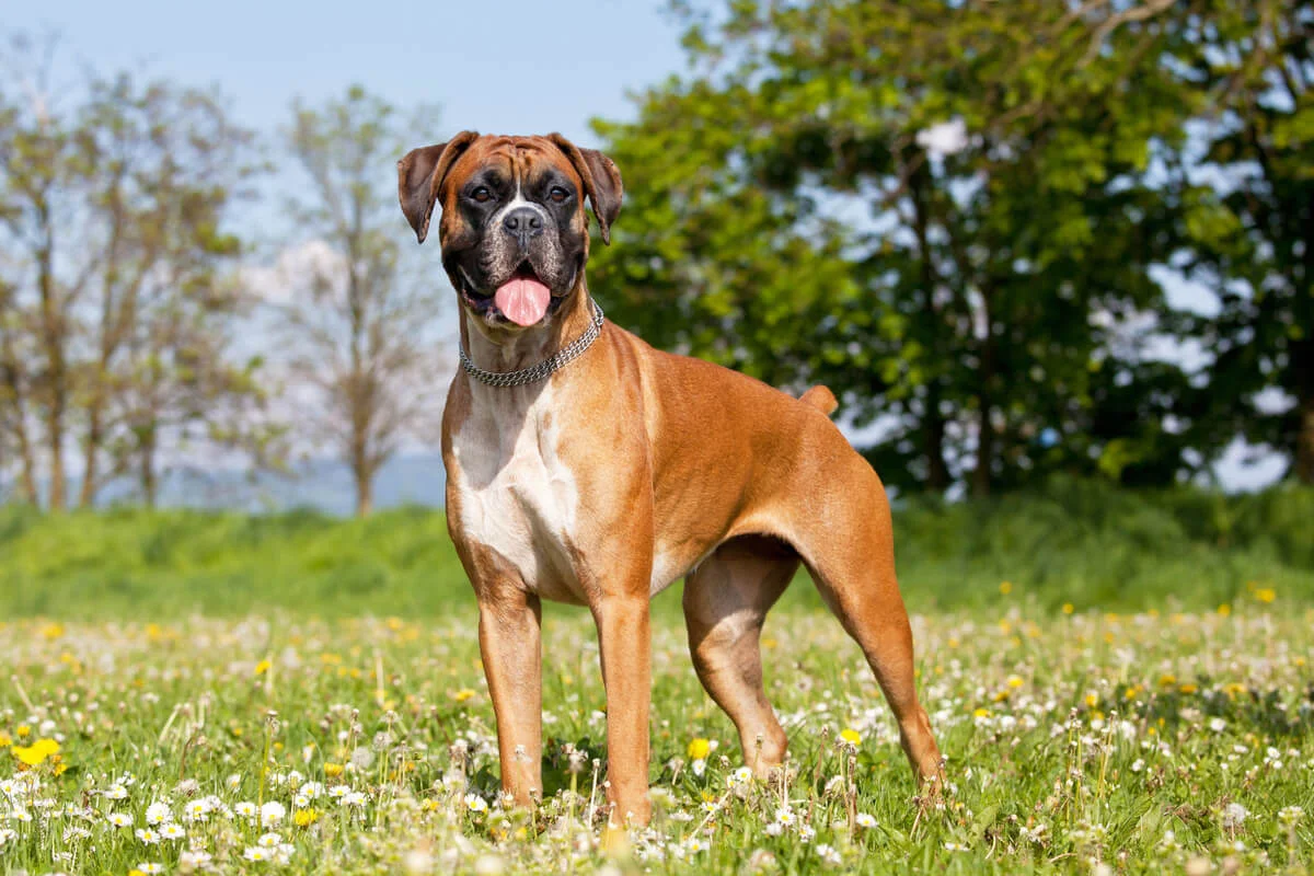 boxer dog 1