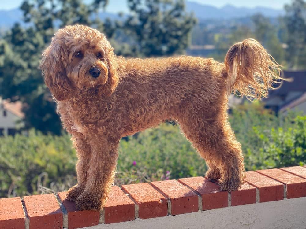 cavapoo haircut 2