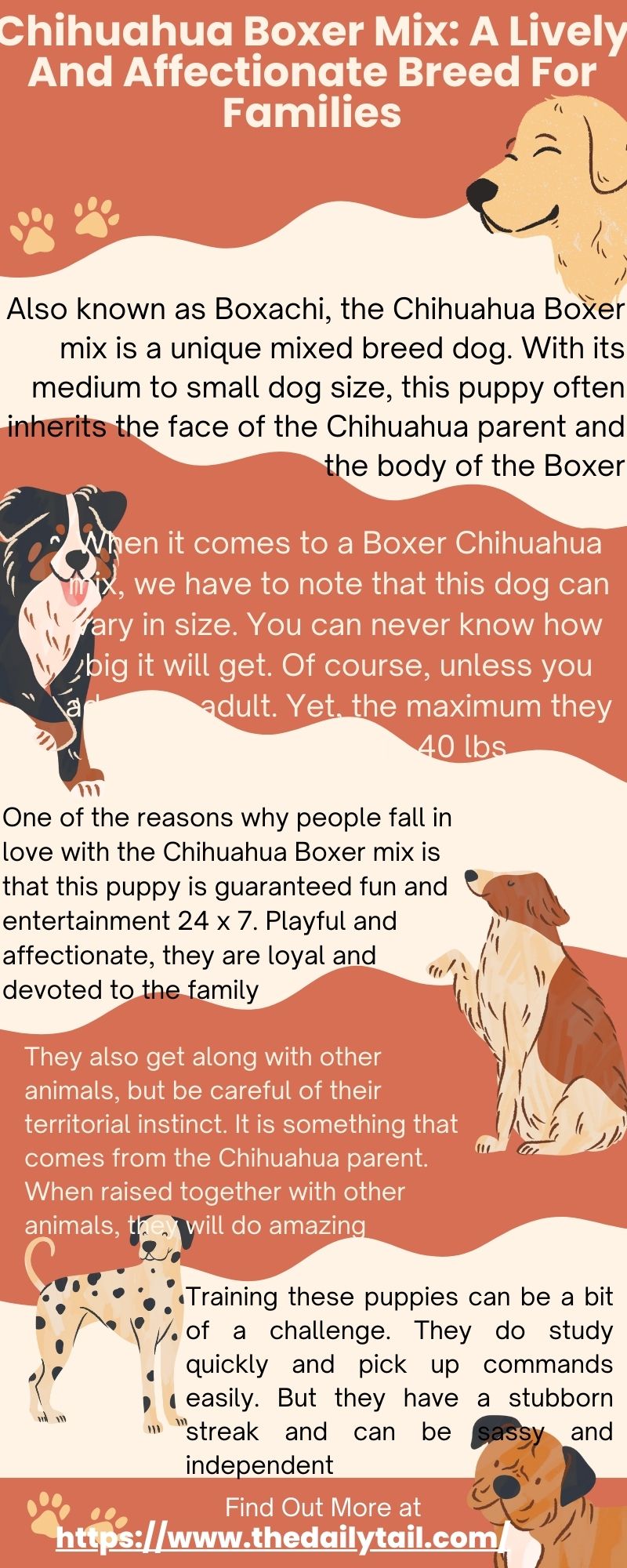 chihuahua boxer mix infographic