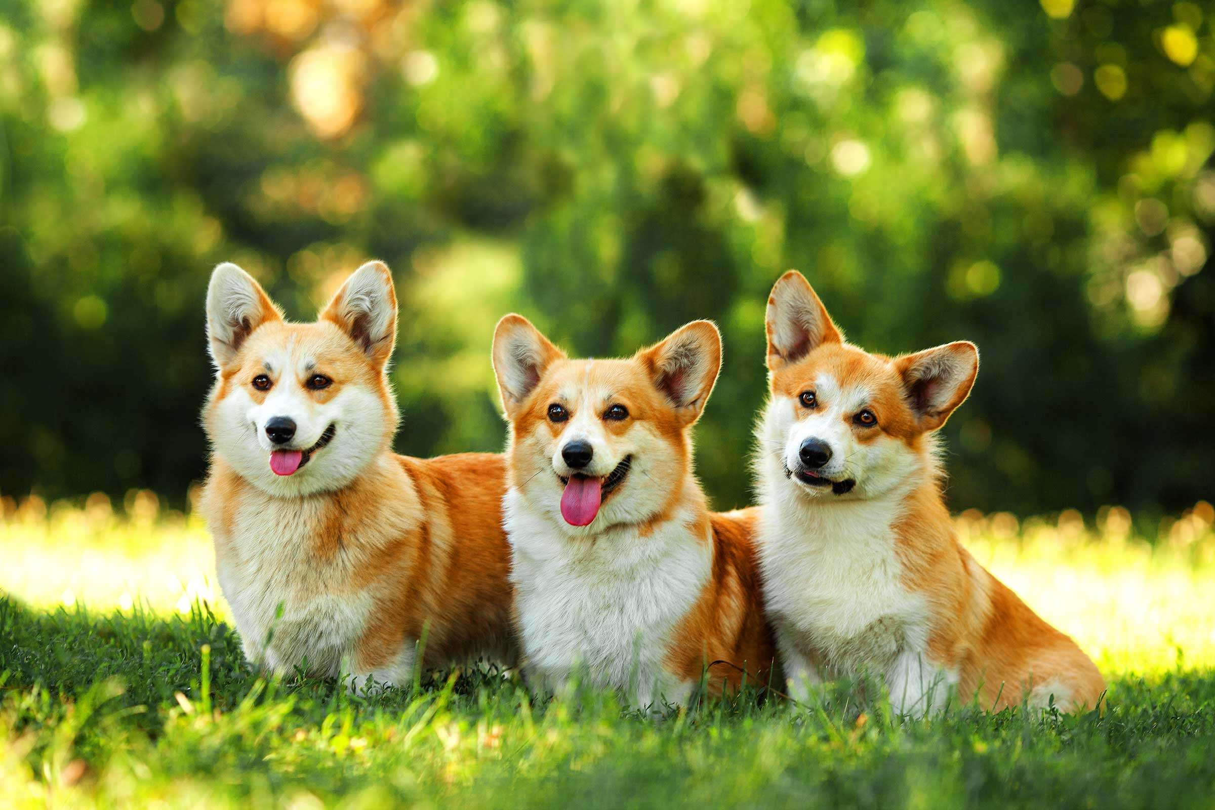 corgi