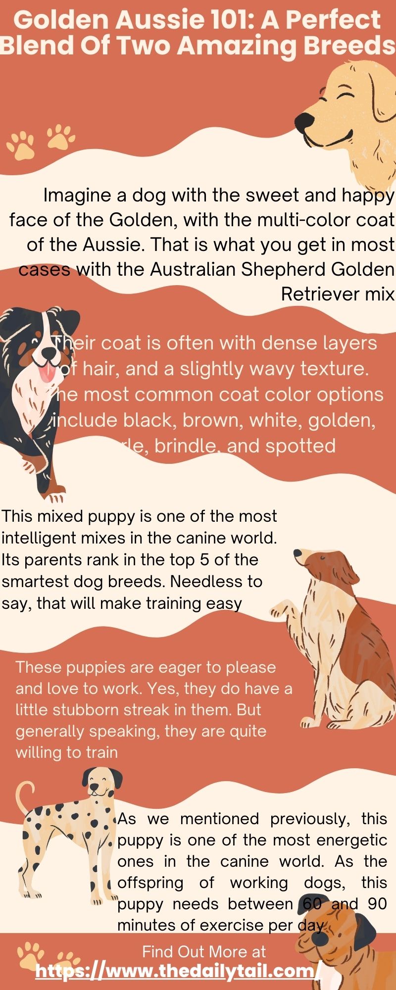 golden aussie infographic