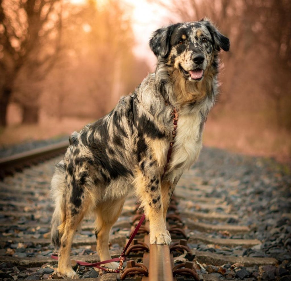 Golden Aussie 101: A Perfect Blend Of Two Amazing Breeds 26 goldenaussie4 e1683826185390