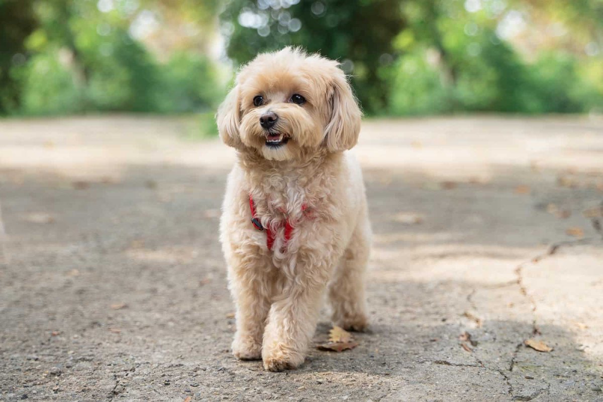 maltipoo