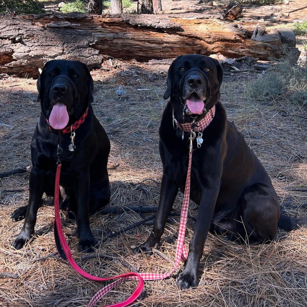 From Labradors To Mastiffs Unraveling The Appeal Of The Mastiff Lab Mix