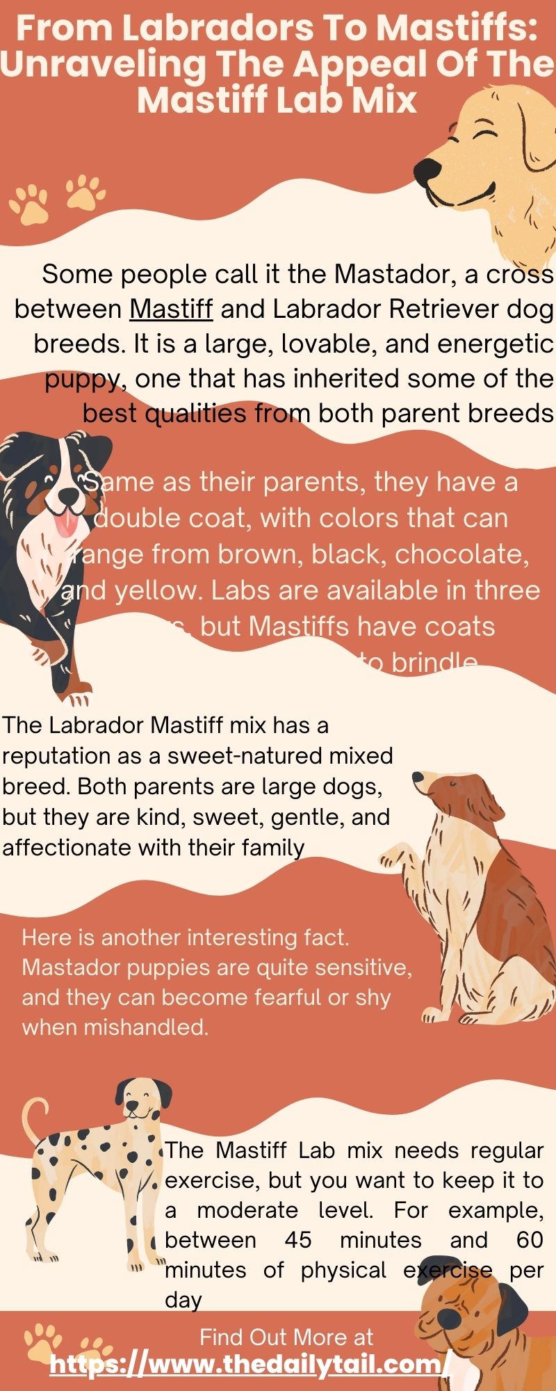 mastiff lab mix infographic