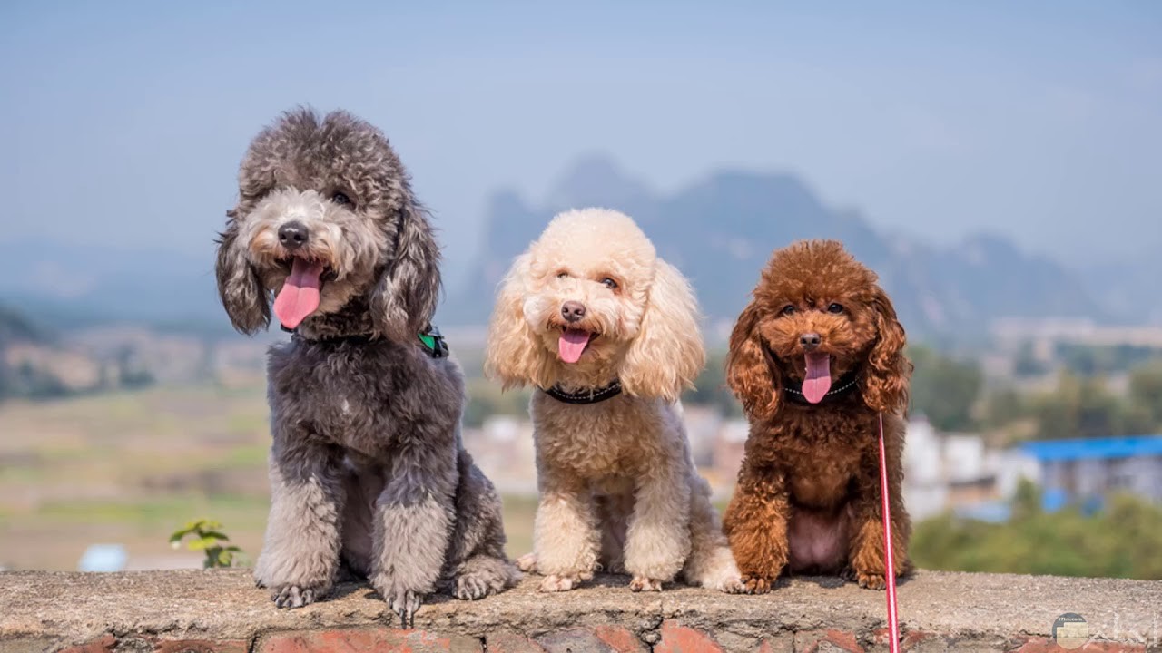 The Ultimate Lap Companions: Small Poodle Mixes Unleashed