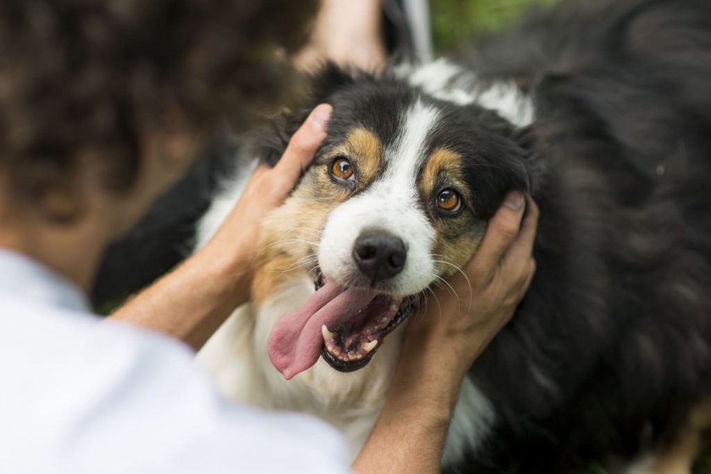 The Power Of Positive Reinforcement: How To Train Your Dog With Love And Kindness 6 possitive