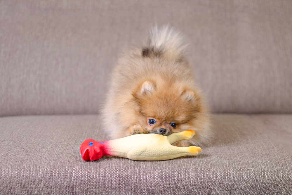 Resource Guarding In Dogs – What You Should Do About It? 24 resourse aggression1