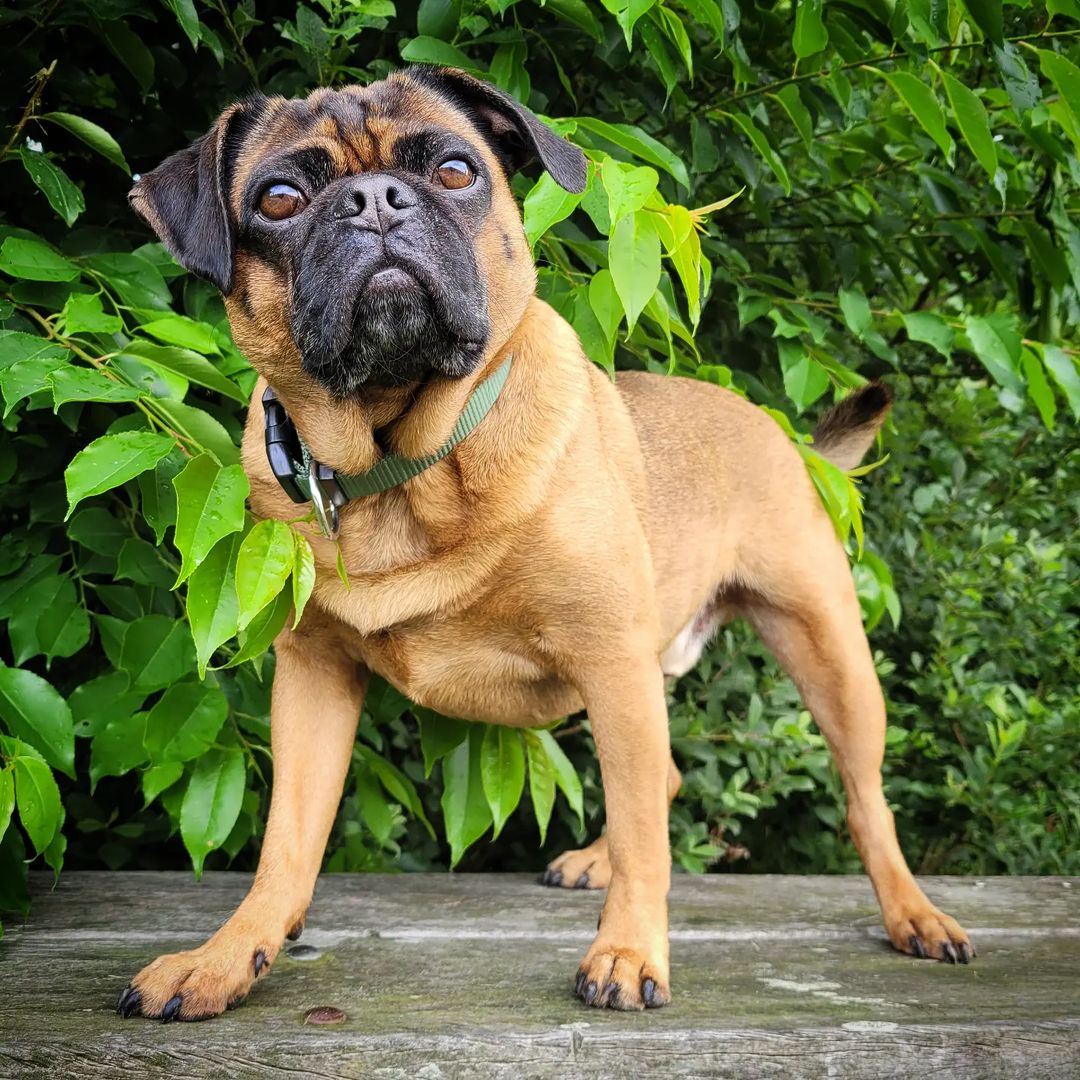 Retro Pug What Is The Healthier Pug Version?