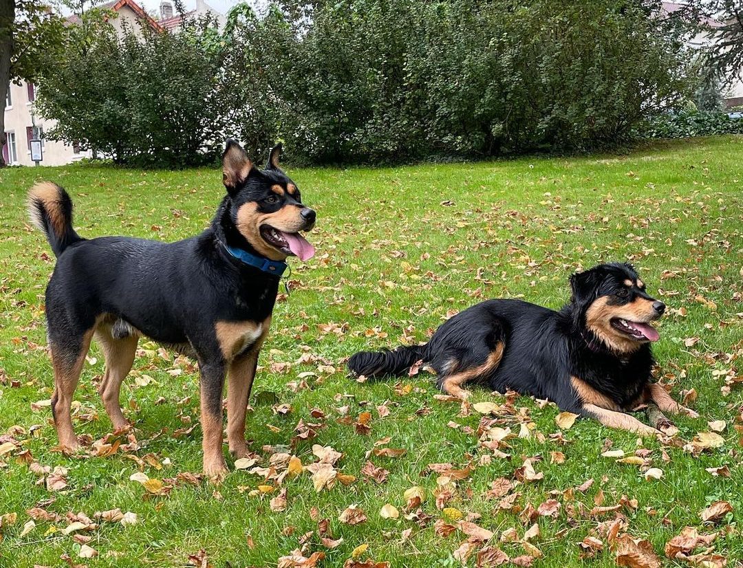 Rottweiler Husky Mix Meet One Of The Rarest Husky Mixes