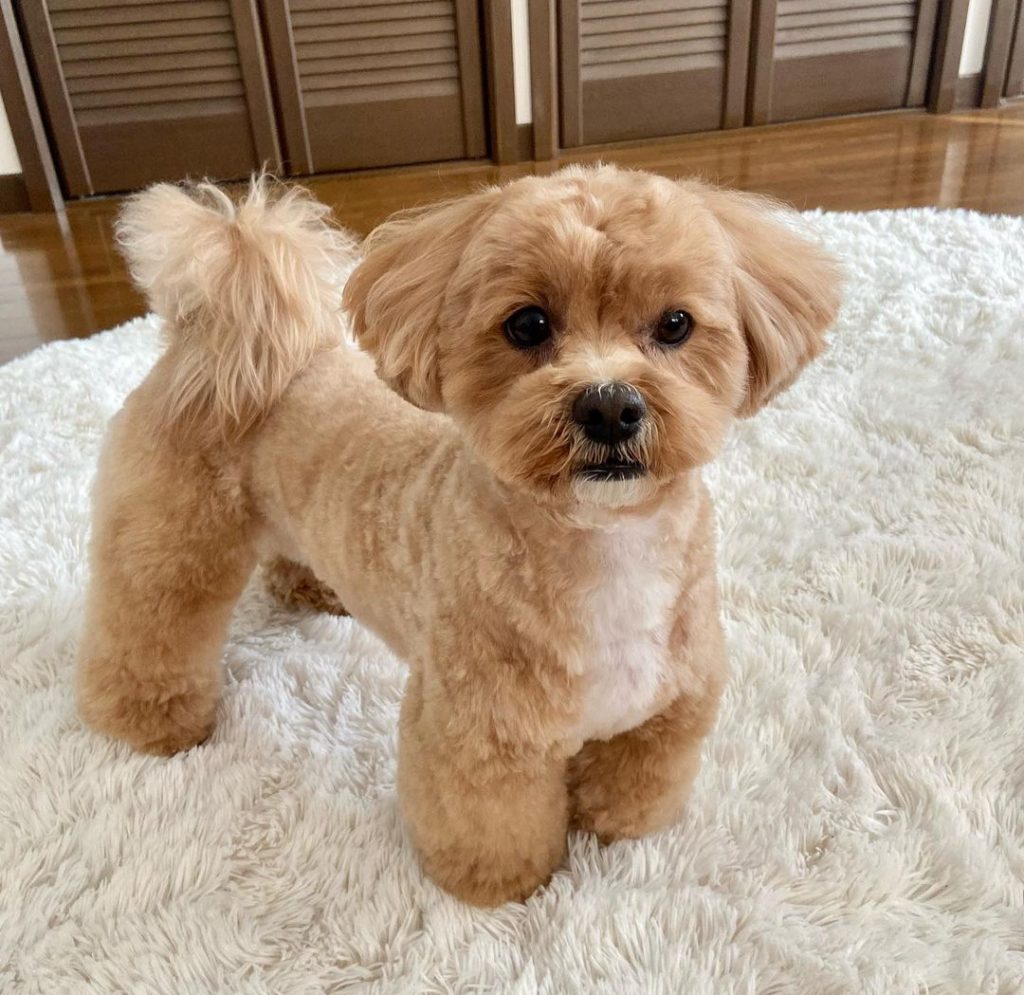 The Ultimate Lap Companions: Small Poodle Mixes Unleashed